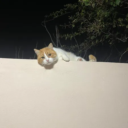 Nektarios Apartmán Mikri Vigla