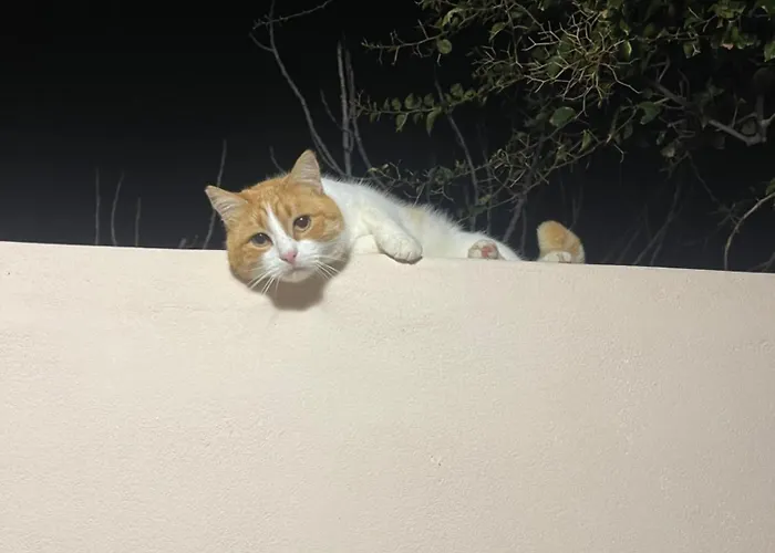 Nektarios Apartman Mikrí Vígla